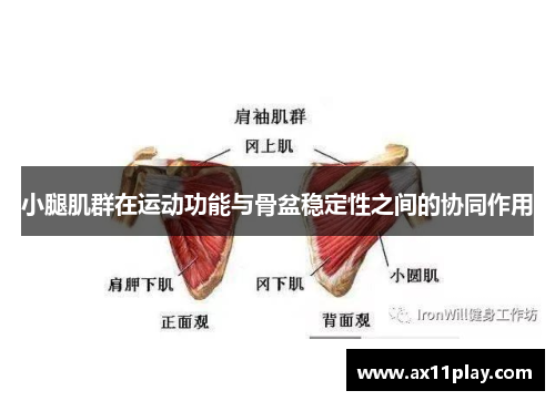 小腿肌群在运动功能与骨盆稳定性之间的协同作用